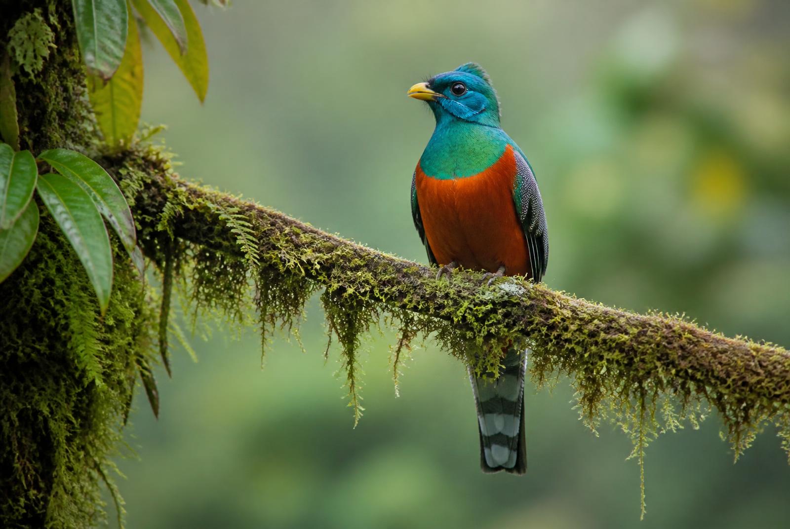 Avistamiento de aves